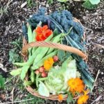 Moestuincursus